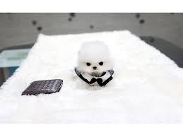 Four Micro Teacup Pomeranian Puppies For Adoption Pomeranian Puppy Teacup Teacup Puppies Pomeranian Puppy