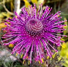 Image result for Macledium zeyheri