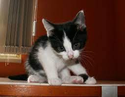Nicht nur diese kleine stubentiger suchen ein neues zuhause, es handelt sich um eine kleine auswahl von tollen katzen. Mehrere Junge Katzen Suchen Ein Zuhause Tierschutzverein Gunzenhausen