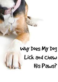 Why Does My Dog Lick And Chew His Paws Dogvills Dog Chewing Paws Dogs Your Dog