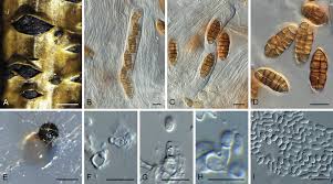 Image result for Dichapetalum rhodesicum