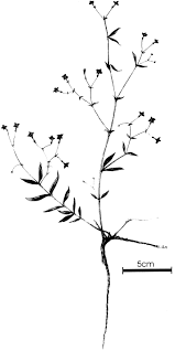 Image result for Oldenlandia affinis