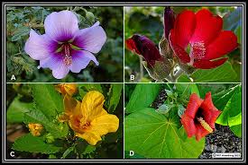 Image result for Malvaceae subfamily Grewioideae