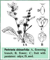Image result for Parietaria