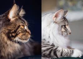 Maine Coon Vs Norwegian Forest Cat The Little Carnivore