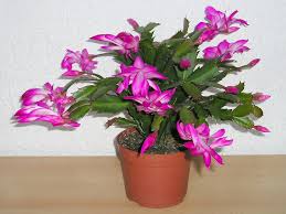 Cold hardiness in christmas cactus: Schlumbergera Truncata False Christmas Cactus Care And Culture Travaldo S Blog