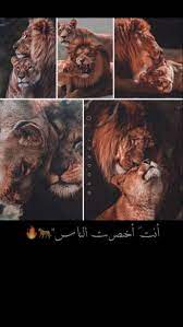 pin by hadeer iq on lion اسد wedding couple poses girly photography cute girl photo
