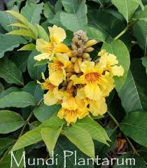 Image result for Markhamia lutea