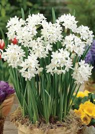 Narcissus Paperwhite Ziva Daffodil Amaryllis Family Etsy In 2020 Planting Bulbs Narcissus Bulbs Paperwhites
