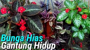 13 jenis tanaman hias gantung ini bisa ceriakan suasana rumah. Menanam Bunga Baldu Episcia Cupreata Youtube