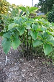 Image result for Sauromatum venosum