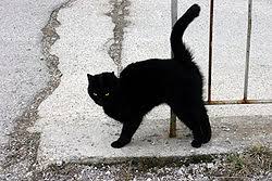 Black cat was originally a japanese shonen jump manga series written by kentaro yabuki. é»'çŒ« Wiktionary