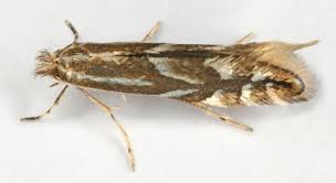 Image result for Phyllonorycter leucographellus