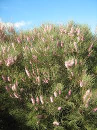 Image result for Hakea