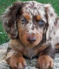 Dogs And Puppies Good Solid Advice About Dogs That Anyone Can Use Click On The Image For Additional Det Dapple Dachshund Puppy Cute Dogs Dapple Dachshund