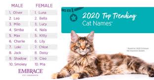 One of these classic cat names might be the ideal selection for the elegant cat in your life. Cool Cats Most Popular Cat Names And Claims