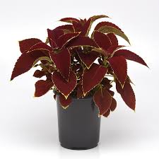 Image result for Coleus buchananii
