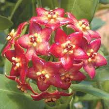 Pin On More Plants