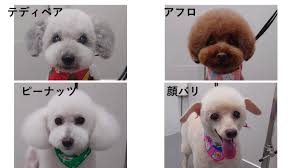 トリミングの時にどんなカットにしていますか？いろいろな犬のカットを紹介します！ | 市川市・鎌ケ谷市の動物病院『ALL動物病院グループ』皮膚科腫瘍科