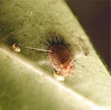 Bill's pest termite control helps residential and commercial property owners tackle their pest control and termite treatment problems with the best solutions. Pests Of Medicinal And Aromatic Plants Springerlink