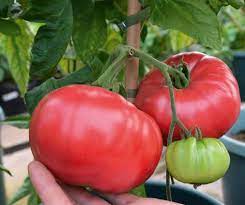 We are going to talk about sunlight requirements, pot size Growing Beefsteak Tomatoes Tomato Growing Tips