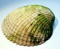 See more ideas about clam shell, shell decor, coastal decor. Large Clam Shell Decor Beach Realistic Display Bowl Seashell Indoor Decorative 313022693670 Ebay
