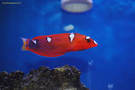After you find out all wholesale saltwater fish near me results you wish, you will have many options to find the best saving by clicking to the button get link coupon or more offers of. Elmer S Aquarium Pittsburgh Area Aquarium Specialty Store