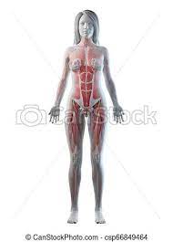 Grey mannequin full female torso with a clipping path. 3d Rendered Medically Accurate Illustration Of A Females Full Body Anatomy Canstock