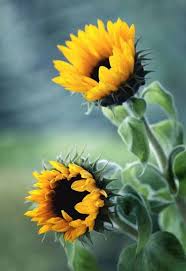 In Coppia Sunflower Pictures Sunflower Painting Sunflower Wallpaper