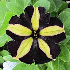 Petunia Phantom Buy Petunia Annuals Online Petunias Black Flowers Black Garden