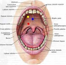 Gigi patah bisa terjadi dan disebabkan oleh banyak hal tak terduga. Palatum Wikipedia Bahasa Indonesia Ensiklopedia Bebas