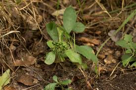 Image result for Kleinia chimanimaniensis