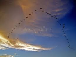 Birds Flying In The Sky Sunset Flying Birds In Alignment In Formation At Sunset Ad Birds Flying Alignment Sunset Formation Ad Birds Flying Stock Photography Free Birds