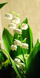 French La Vie French Lily Lily Of The Valley My Secret Garden