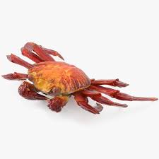Sally Lightfoot Crab 3d Model Ad Lightfoot Sally Model Crab Lightfoot 3d Model Real Model