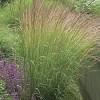 When karl foerster feather reed grass is not cut back, the new growth becomes tangled with last year's growth. 1