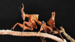 There are 2 different types of fruit flies that you can use: The Most Popular Praying Mantis Species Suitable As Pets Shrimp And Snail Breeder