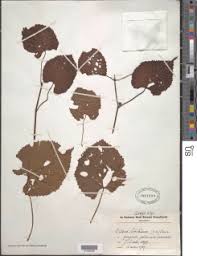 Image result for Cissus glaucophylla