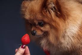 Resisting the urge to share a snack with your pet can be so difficult sometimes. Can Dogs Eat Strawberries
