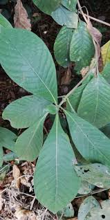 Image result for Sabicea