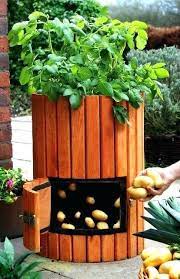 Growing Potatoes Indoors Salmaun Me Potato Barrel Barrel Planter Sustainable Garden