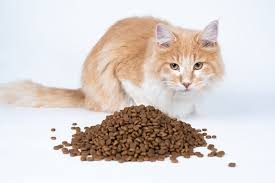 He was exposed to the inhumane and cruel living conditions of the dogs on the farm and worked with the hsi to bring the dogs back to better living conditions in north. Does Cat Food Expire