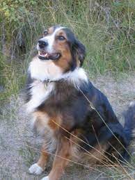 English Shepherd The Loyal Farmhand Breed Overview