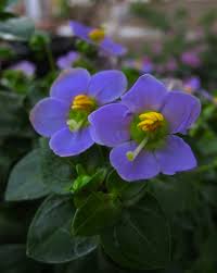 Image result for Exacum zombense