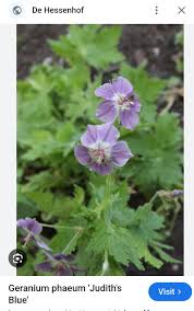 Image result for Geranium bohemicum Orhcid Blue