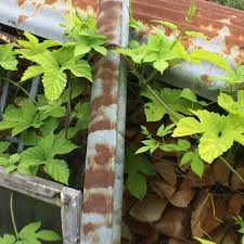 Pin On Garten