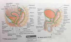 The superficial perineal pouch is a compartment of the perineum. Perineum An Overview Sciencedirect Topics