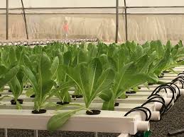 Mumbai Pune Hydroponics Club Home Facebook Grow fish & vegetables outside or indoors.