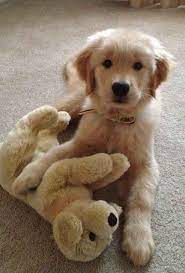 You also have to consider how your puppy will fit into your family. Pin By Linda Mclaughlin Scarborough On P U P P I K I S S E S Cute Dogs Retriever Puppy Toy Puppies