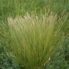 Image result for Aristida